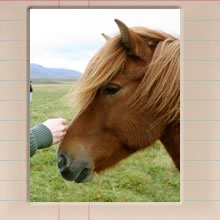 icelandic_horses_cover_image.jpg