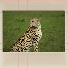 masai_mara_day_iii_cover_image.jpg